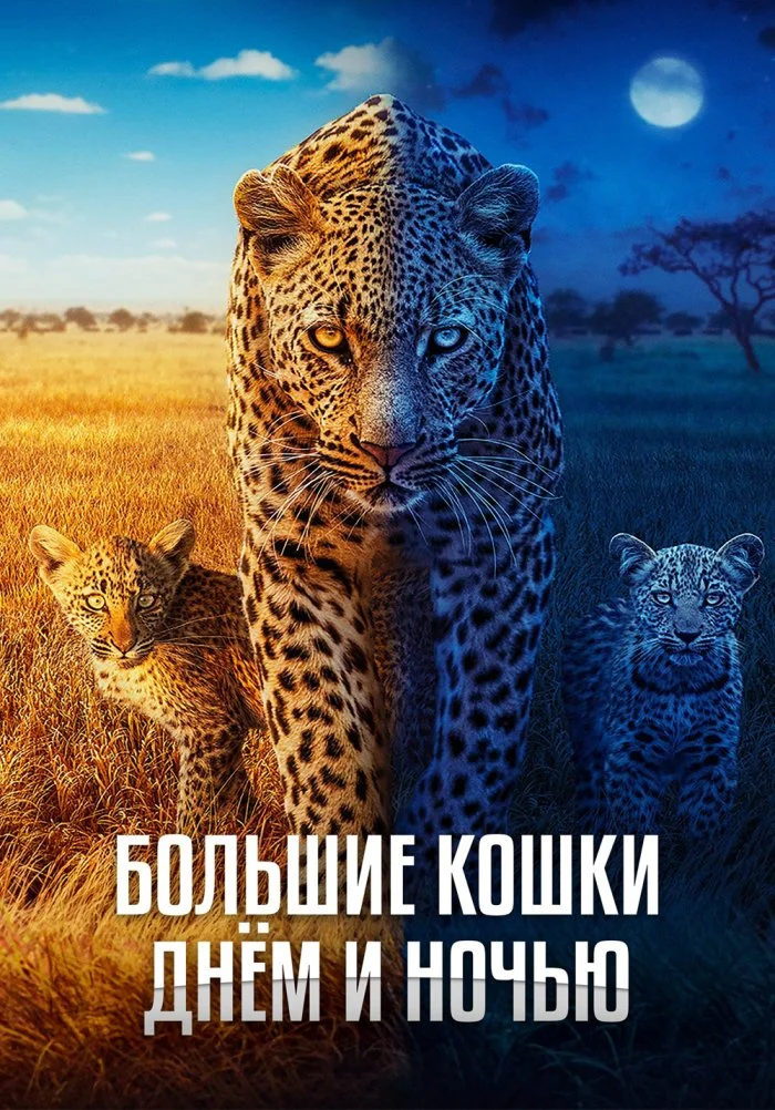 Большие кошки днём и ночью в hd качестве