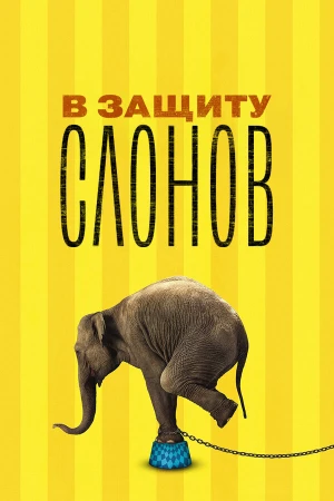 В защиту слонов в hd качестве
